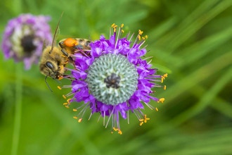 Intro to Bee and Pollination Ecology